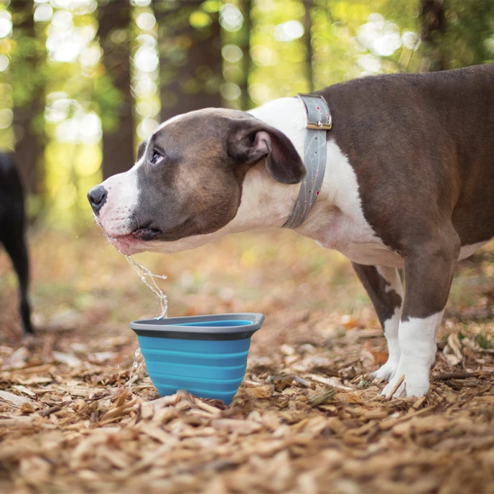 картинка Складна миска для собак Kurgo (Курго) Mash&Stash Collapsible Dog Bowl